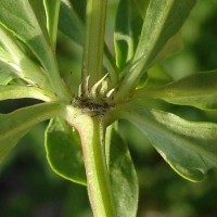 Spermacoce verticillata L.